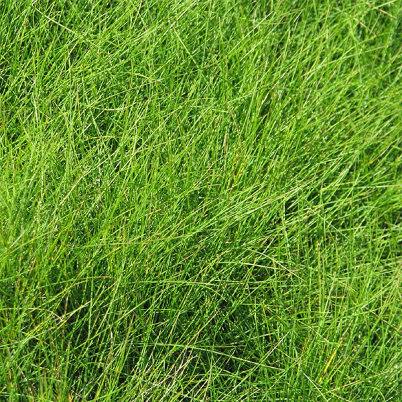 Festuca filiformis (Follaje)