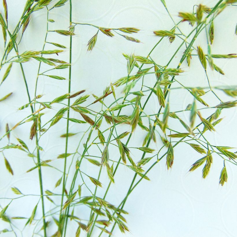 Festuca filiformis (Floración)