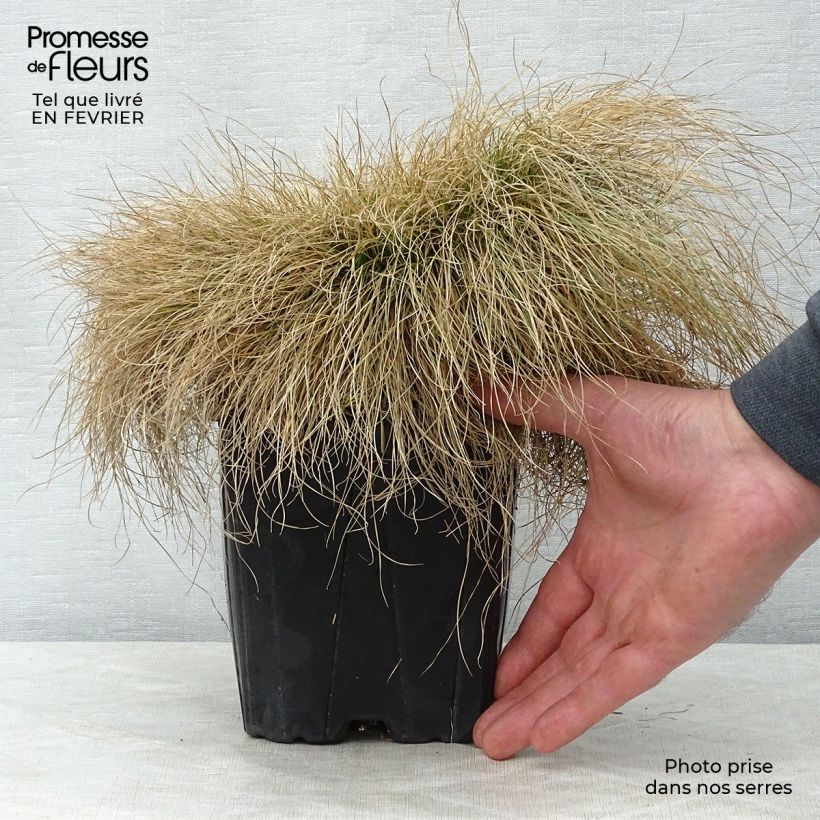 Festuca filiformis - Fétuque à feuilles capillaires en pot de 2/3L Ejemplar entregado en invierno