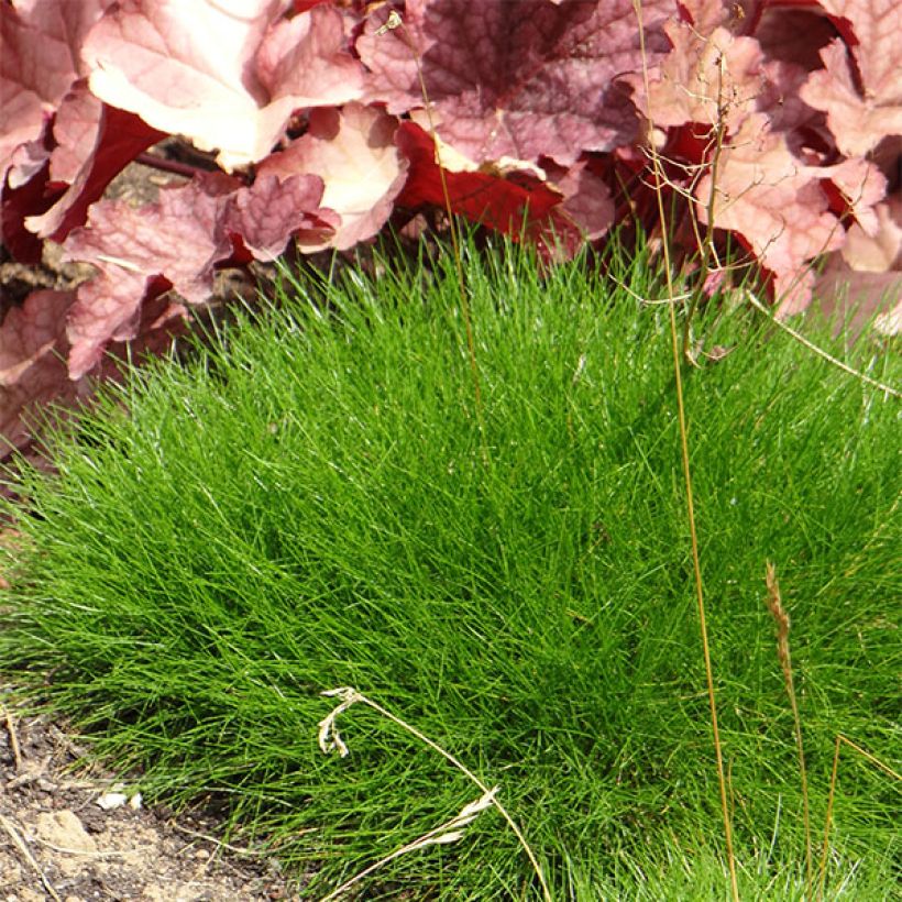 Festuca gautieri (Porte)