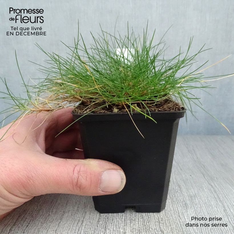 Festuca gautieri - Fétuque de Gautier en godet de 9 cm Ejemplar entregado en invierno