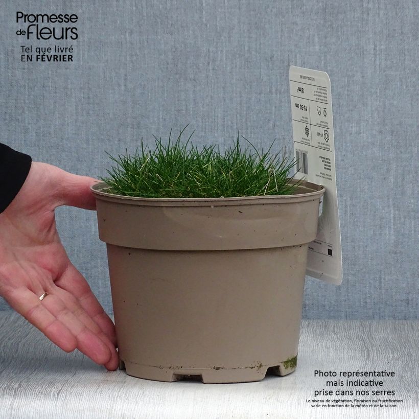 Festuca gautieri - Fétuque de Gautier en pot de 2/3 litres Ejemplar entregado en invierno