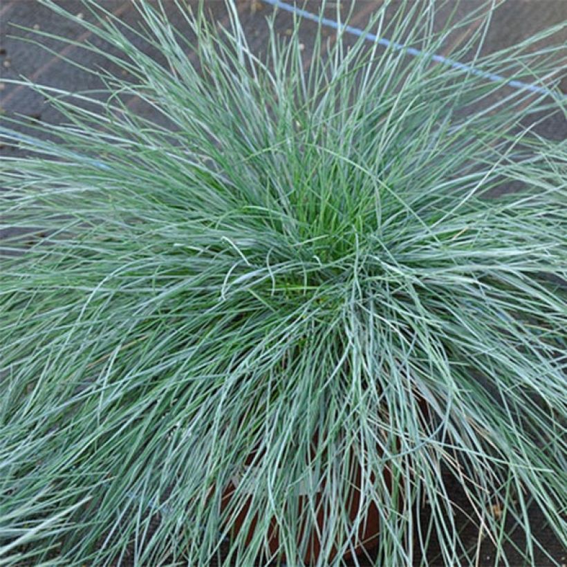 Festuca ovina var. glauca - Festuca azul (Follaje)