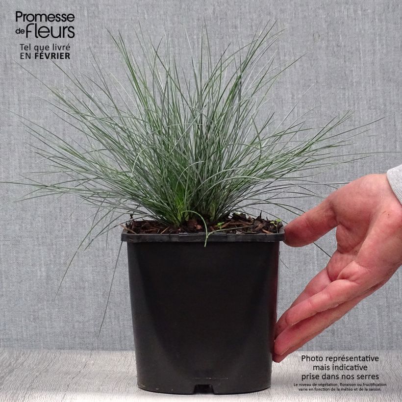 Ejemplar de Festuca glauca Elijah Blue en pot de 2L/3L entregado en otoño