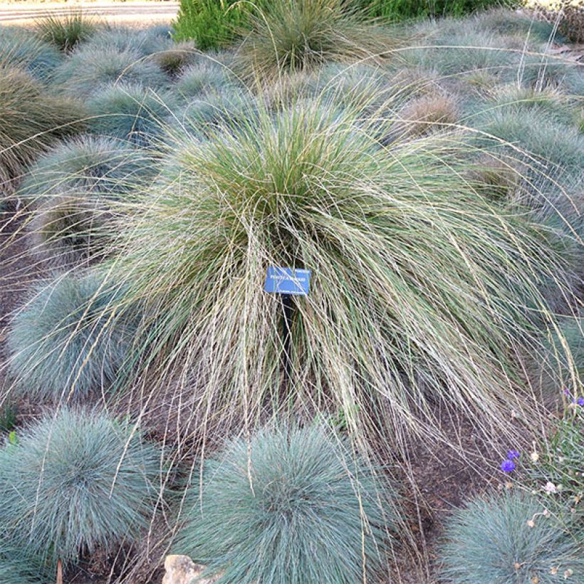 Festuca mairei (Porte)