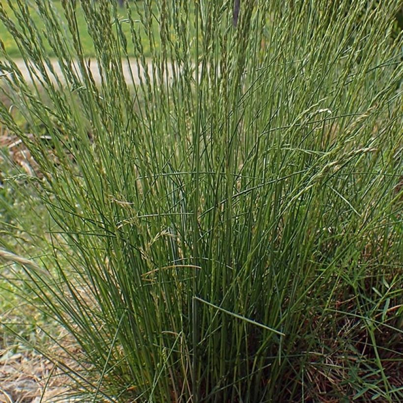 Festuca ovina - Cañuela de oveja (Follaje)