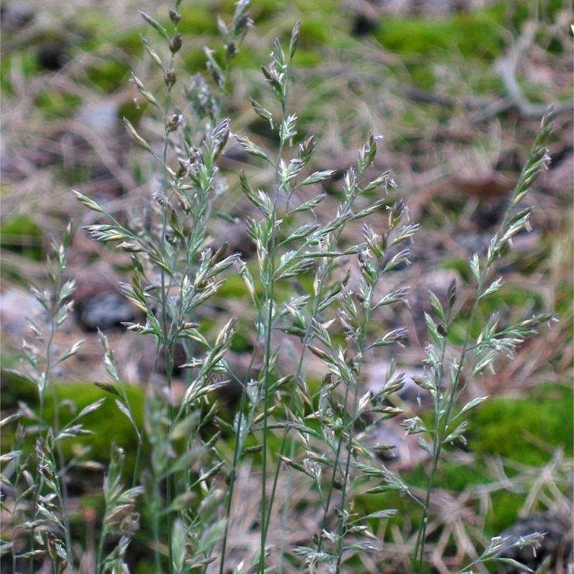 Festuca ovina - Cañuela de oveja (Floración)