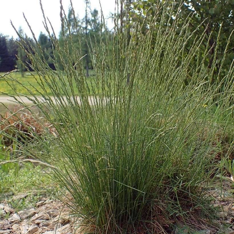 Festuca ovina - Cañuela de oveja (Porte)