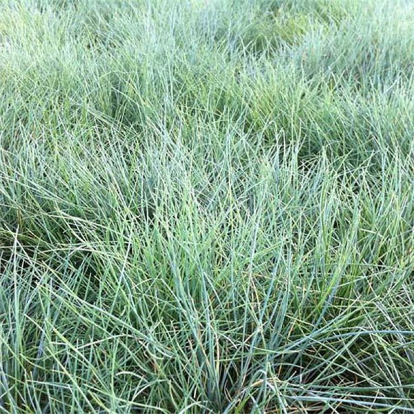 Festuca valesiaca Glaucantha - Cañuela (Follaje)