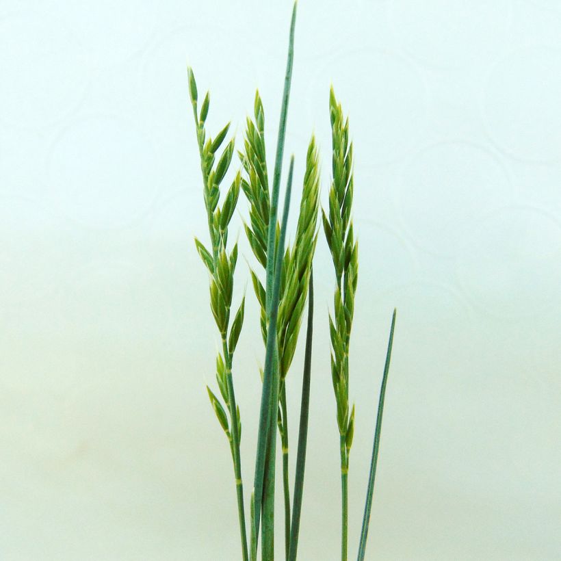 Festuca valesiaca Glaucantha - Cañuela (Floración)