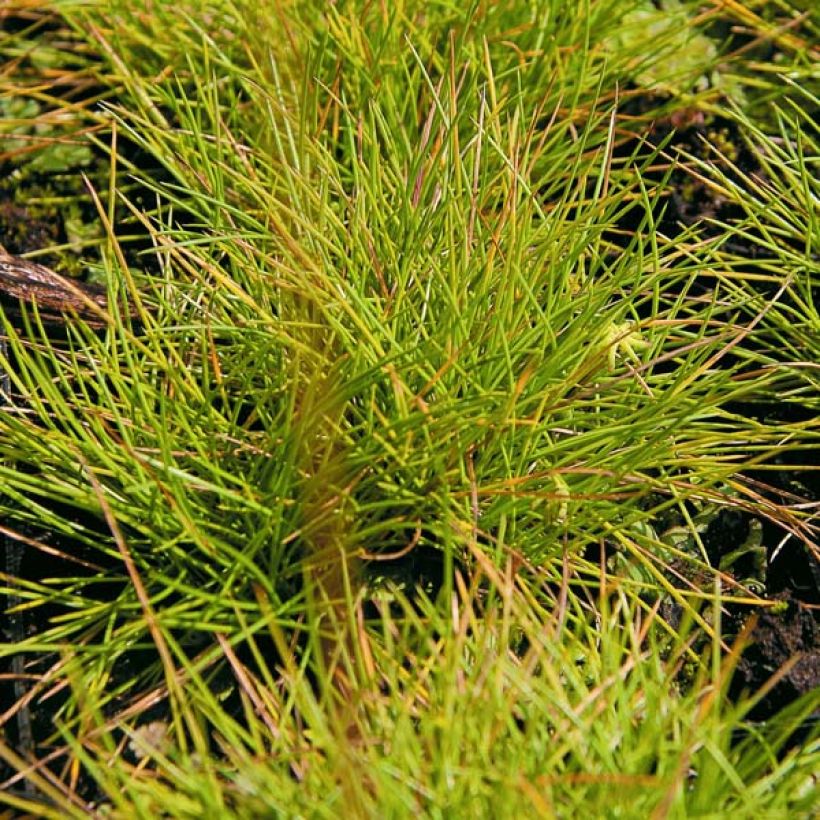 Festuca azul Golden Toupee - Festuca azul (Follaje)