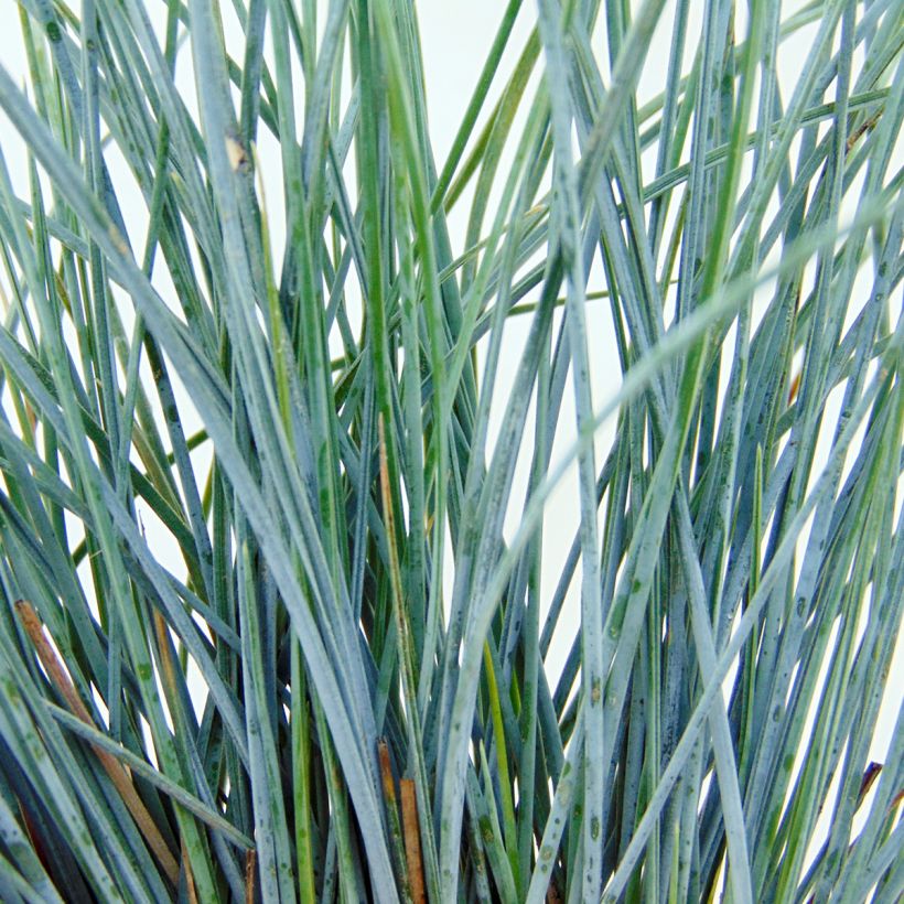 Festuca azul Elijah Blue - Festuca azul (Follaje)