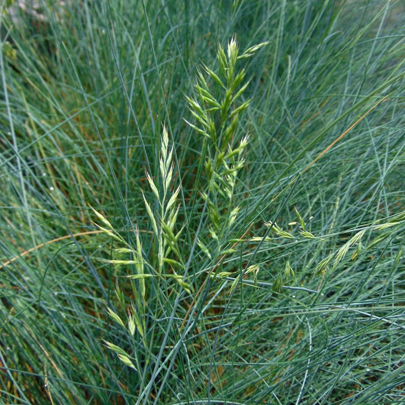 Festuca ovina var. glauca - Festuca azul (Floración)