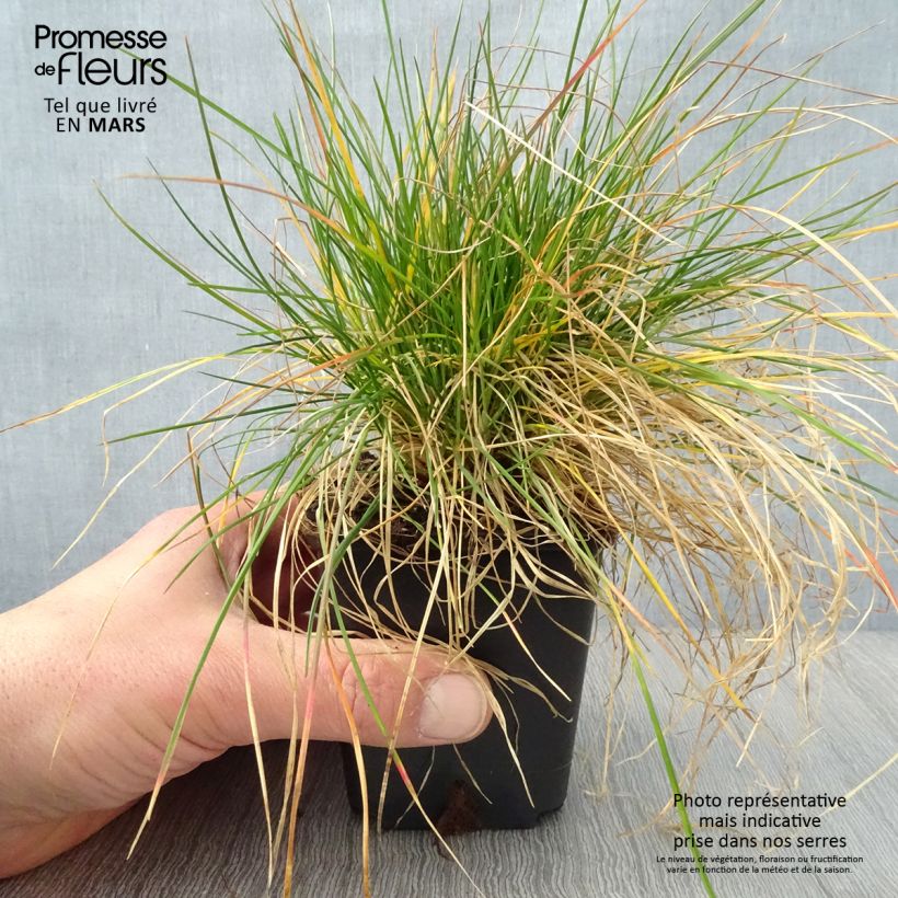 Festuca ovina - Cañuela de oveja Maceta de 8/9 cm Ejemplar entregado en la primavera