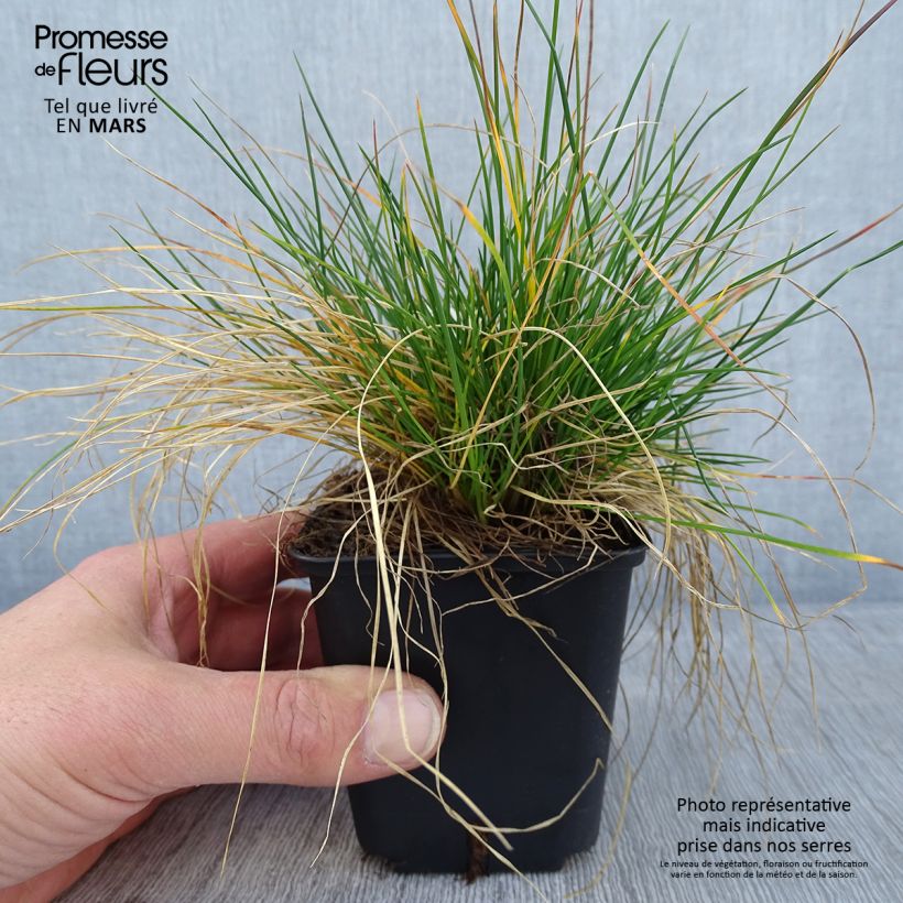 Fétuque des moutons - Festuca ovina Godet de 8/9 cm Ejemplar entregado en invierno