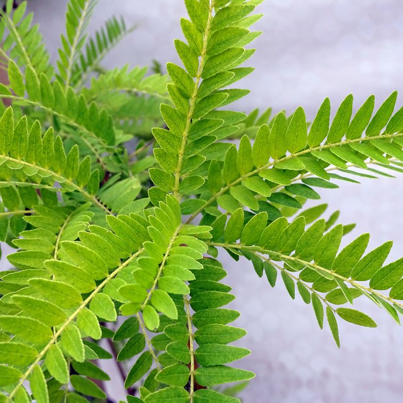 Gleditsia triacanthos Sunburst - Acacia de tres espinas (Follaje)