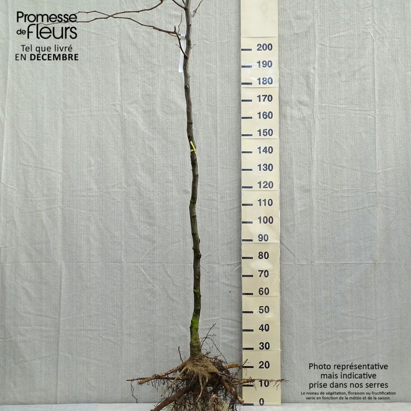 Févier d'Amérique doré - Gleditsia triacanthos Sunburst - Racines nues HT 8/10 Ejemplar entregado en invierno