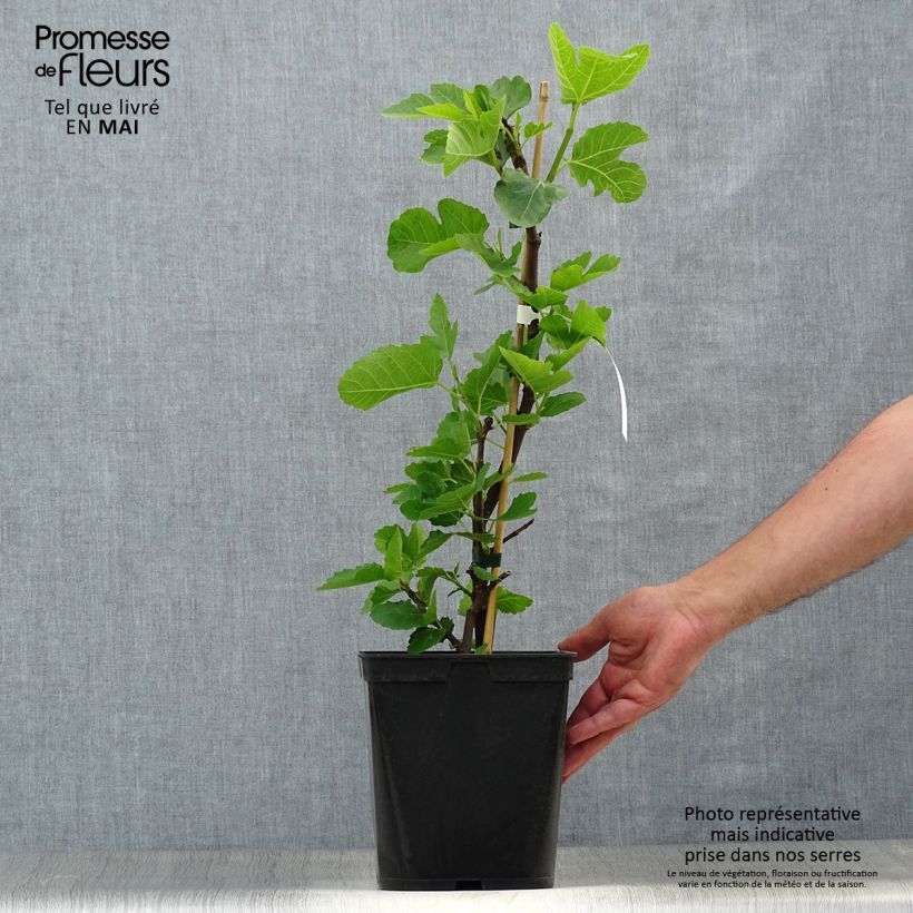 Figuier - Ficus carica Grise De Tarascon Touffe en pot de 4l/5l Ejemplar entregado en la primavera