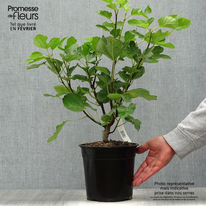 Ejemplar de Figuier Jannot - Ficus carica en pot de 4L/5L entregado en otoño