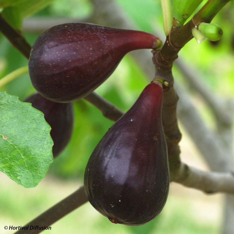 Higuera Noire de Caromb Bio - Higuera negra (Cosecha)