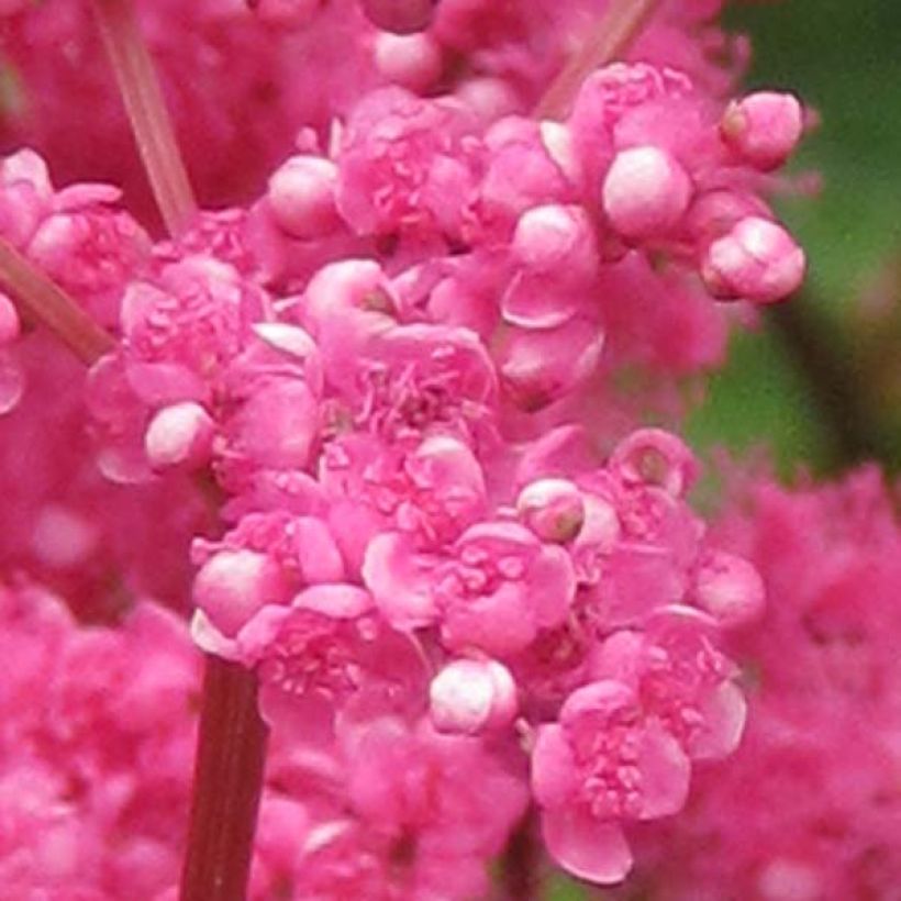 Filipendula purpurea (Floración)