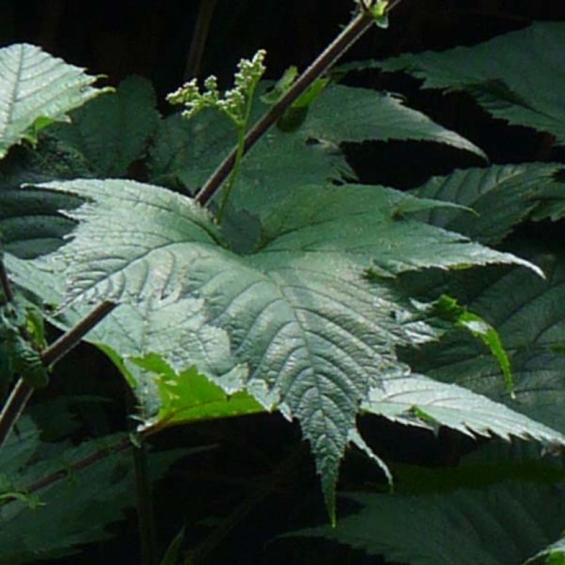 Filipendula camtschatica (Follaje)