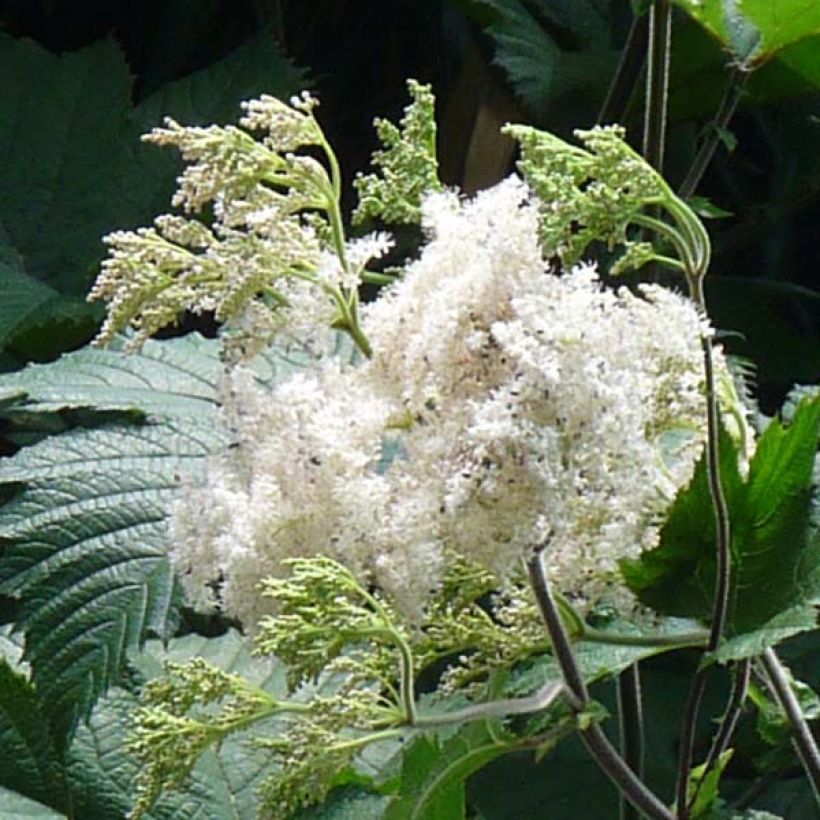 Filipendula camtschatica (Floración)