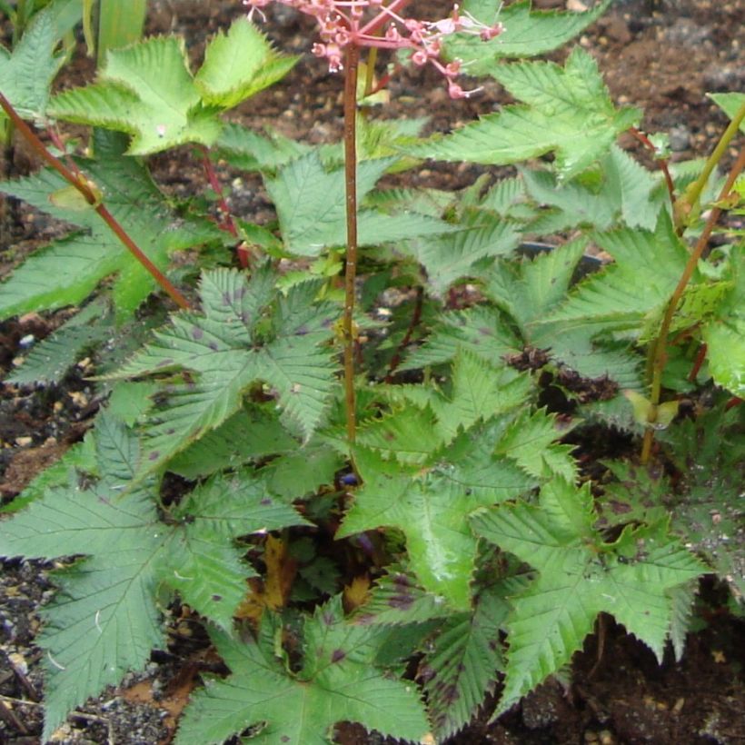 Filipendula multijuga (Follaje)