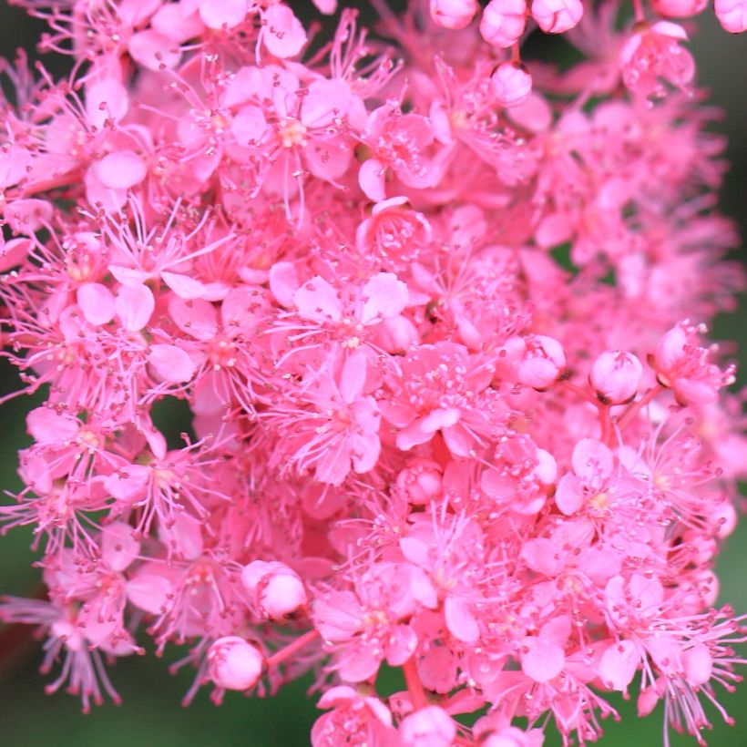 Filipendula multijuga (Floración)