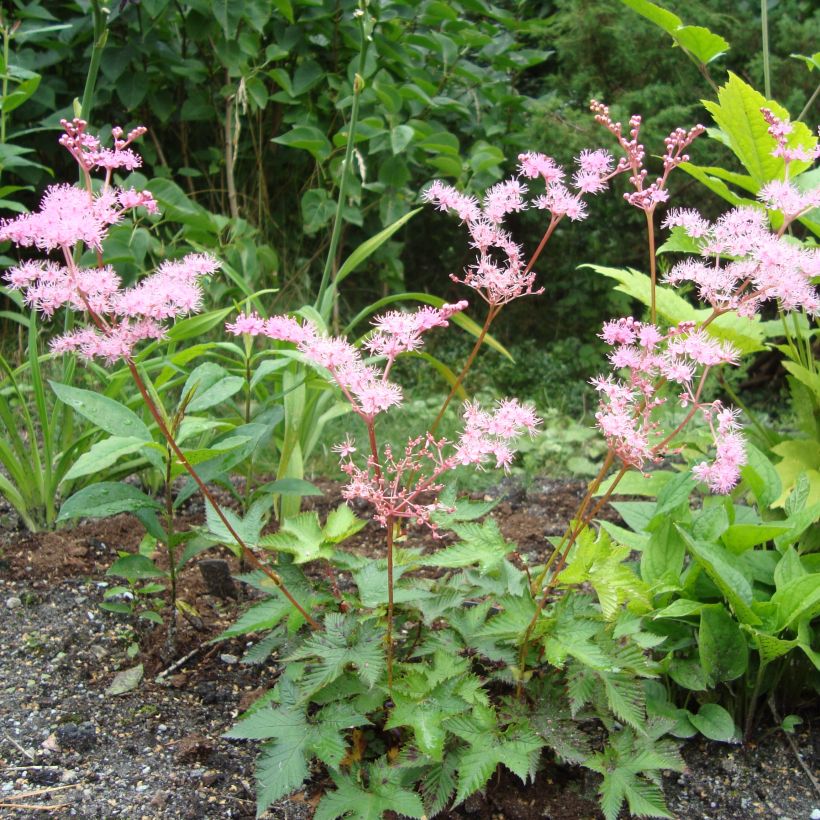 Filipendula multijuga (Porte)