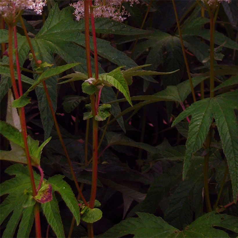 Filipendula palmata (Follaje)