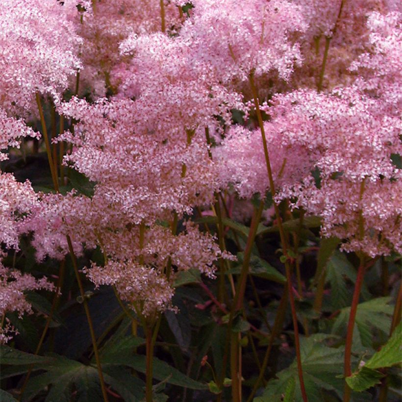 Filipendula palmata (Floración)