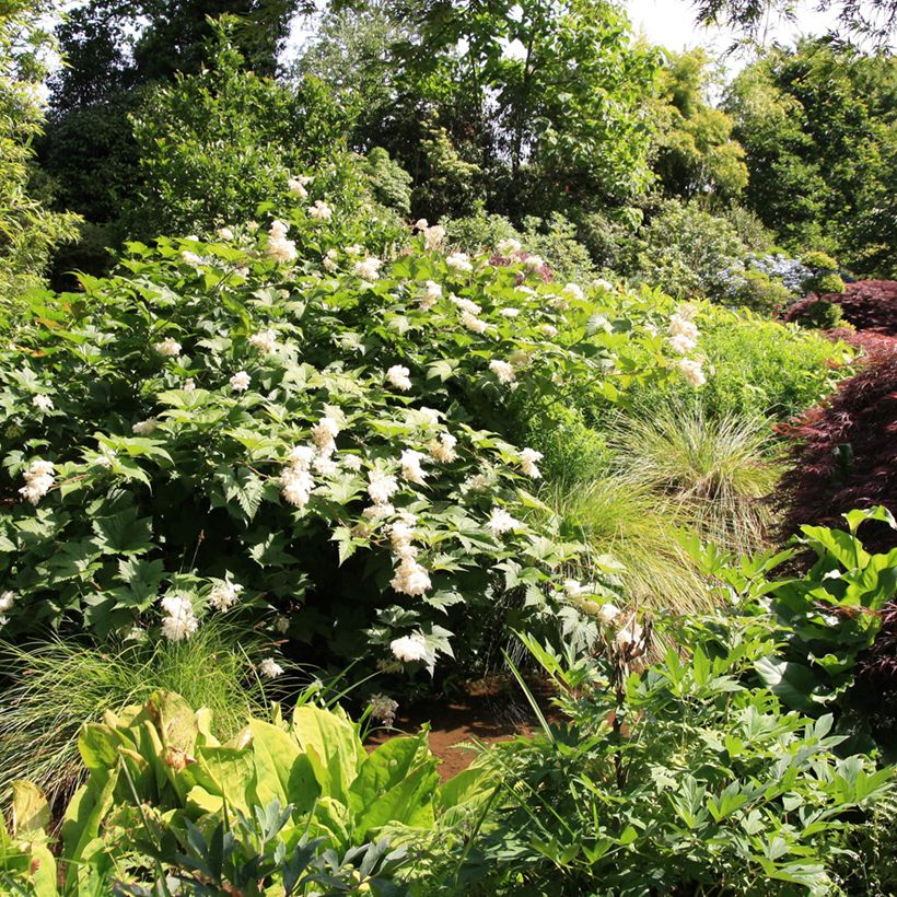 Filipendula palmata (Porte)