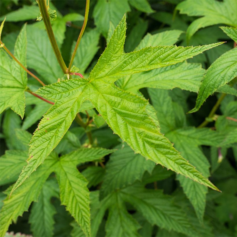 Filipendula purpurea Alba (Follaje)