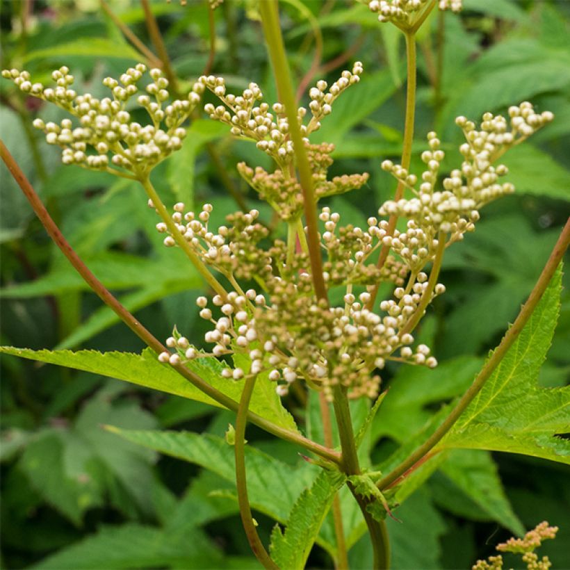 Filipendula purpurea Alba (Floración)