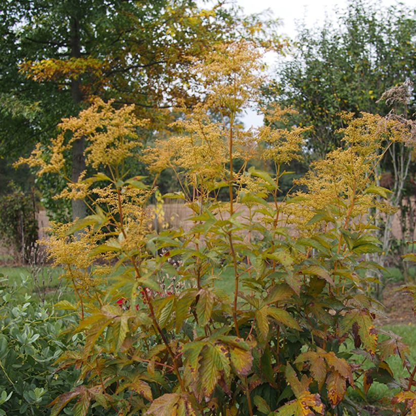 Filipendula purpurea Alba (Porte)