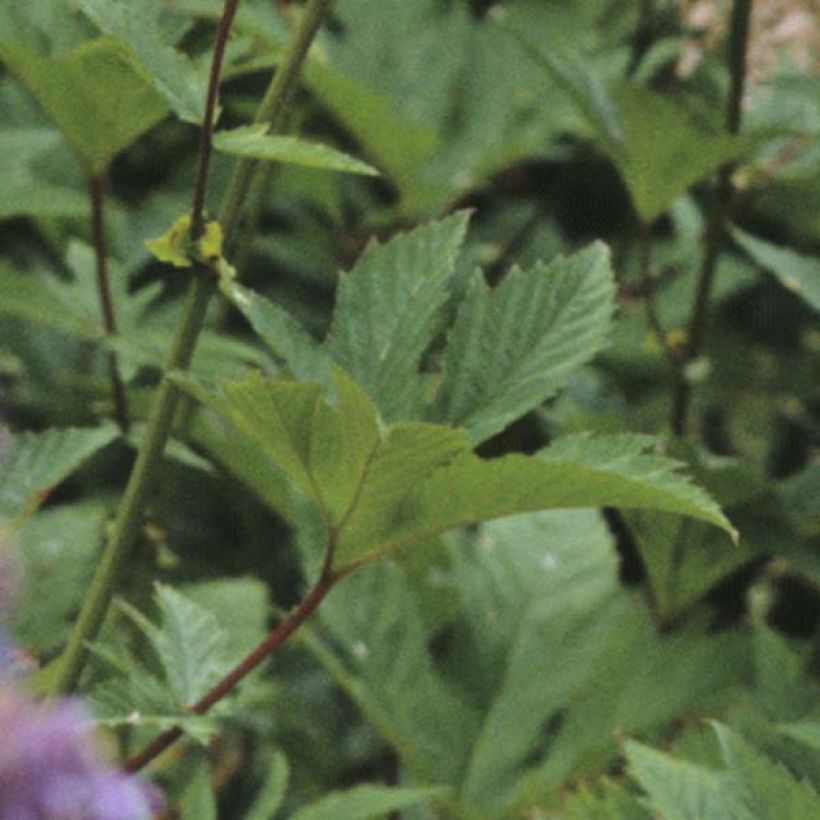 Filipendula purpurea Elegans (Follaje)