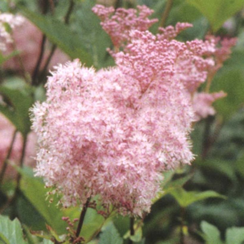 Filipendula purpurea Elegans (Floración)