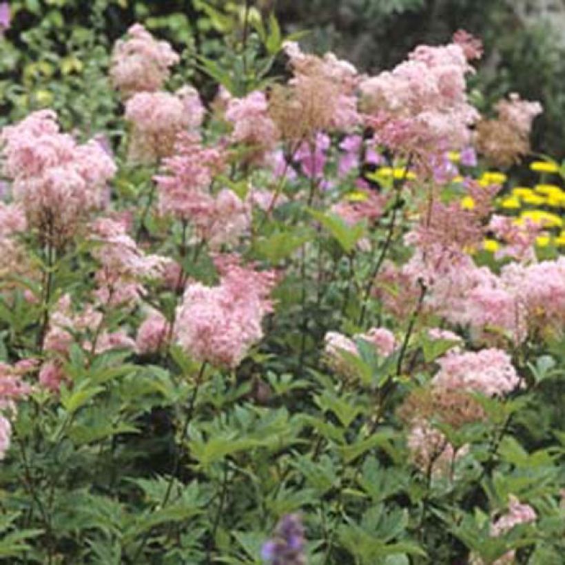 Filipendula purpurea Elegans (Porte)