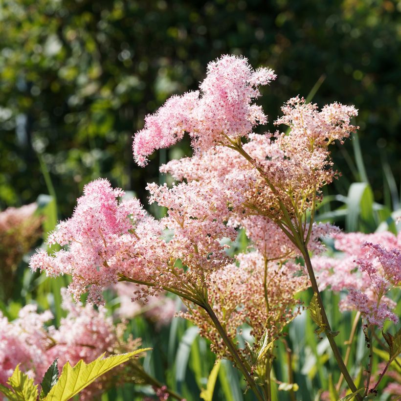 Filipendula rubra Venusta (Floración)