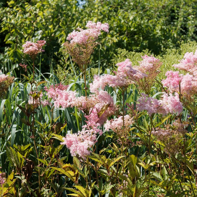 Filipendula rubra Venusta (Porte)