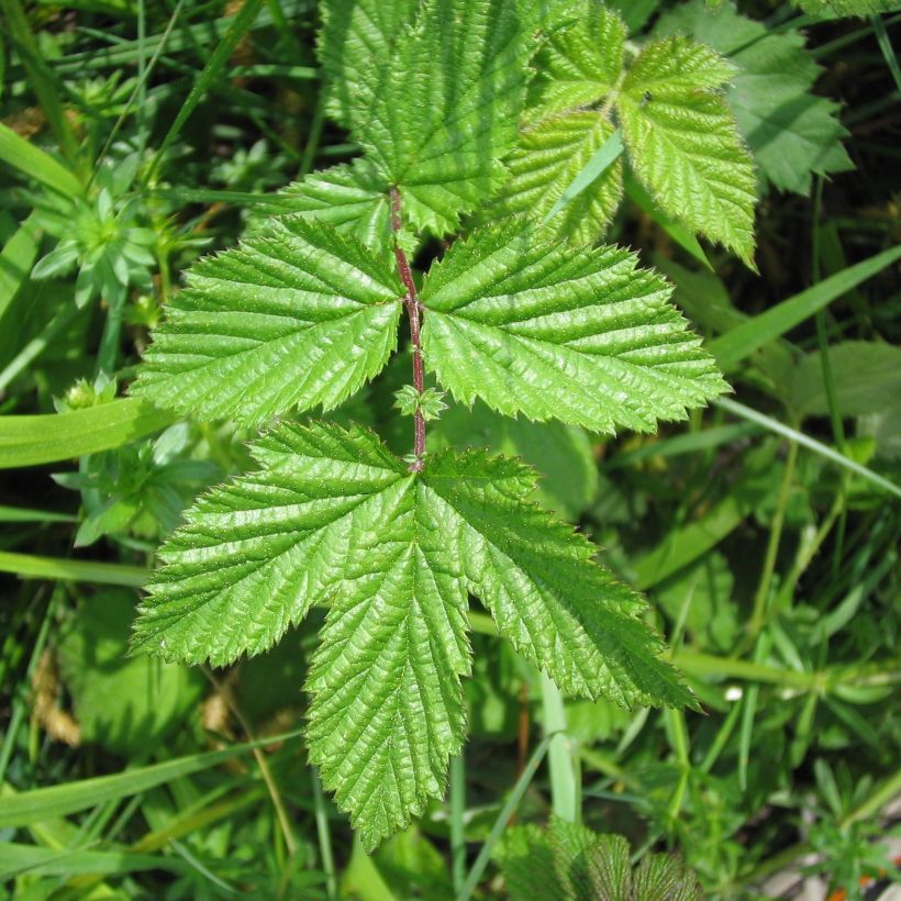 Filipendula ulmaria - Reina de los prados (Follaje)