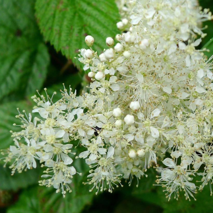 Filipendula ulmaria - Reina de los prados (Floración)