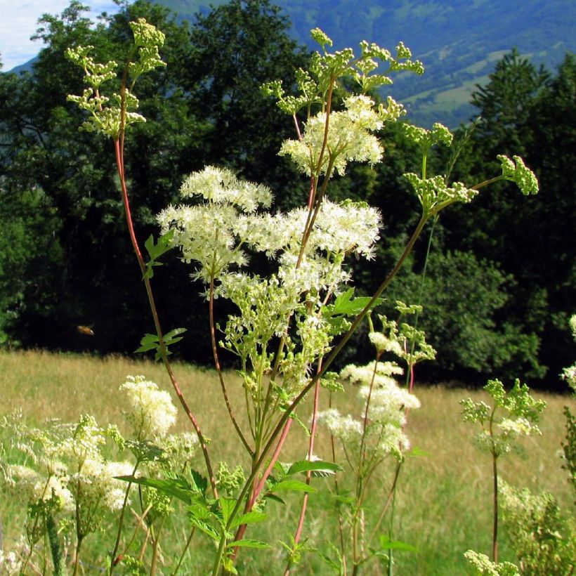 Filipendula ulmaria - Reina de los prados (Porte)