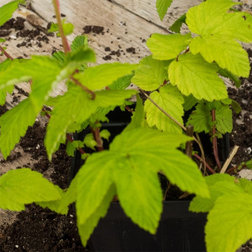 Filipendula ulmaria Aurea (Follaje)