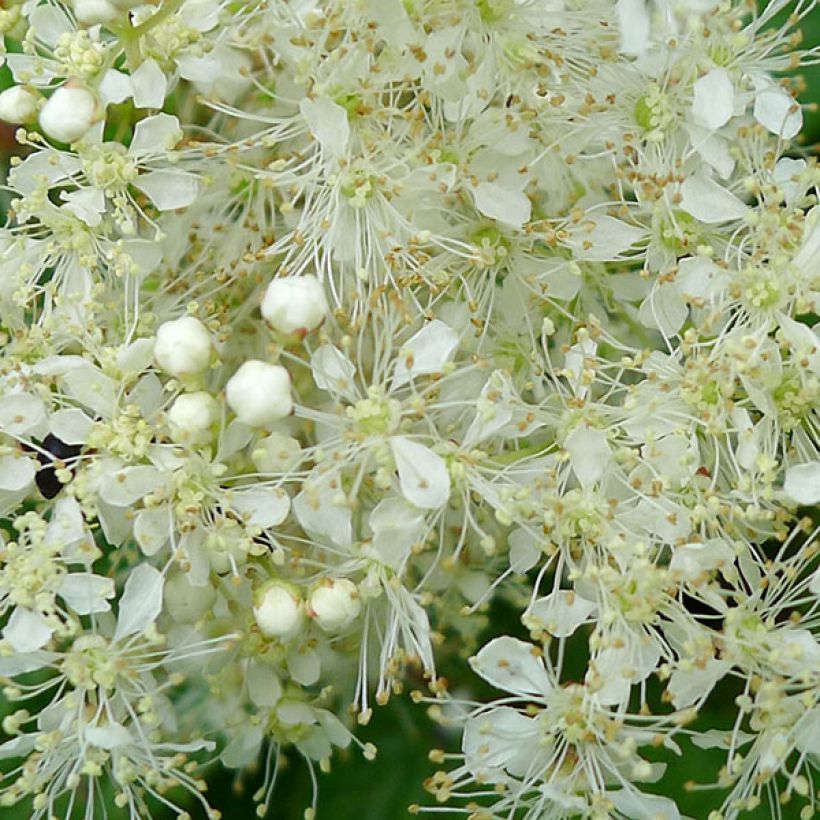 Filipendula ulmaria Aurea (Floración)