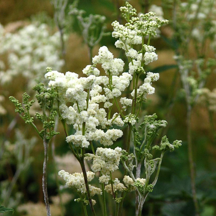 Filipendula ulmaria Plena (Floración)