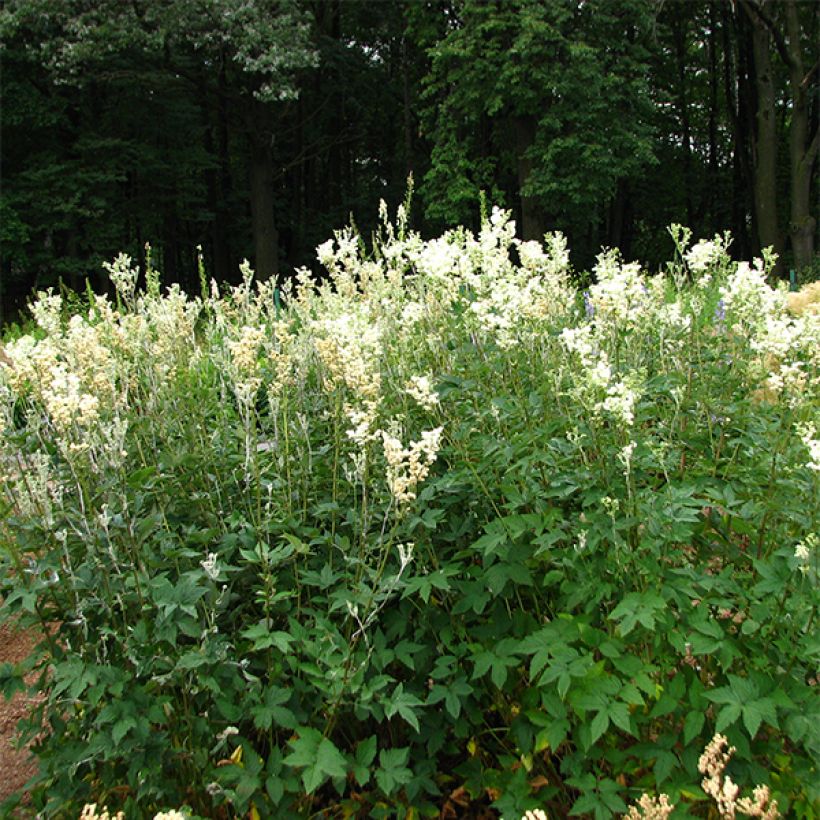 Filipendula ulmaria Plena (Porte)