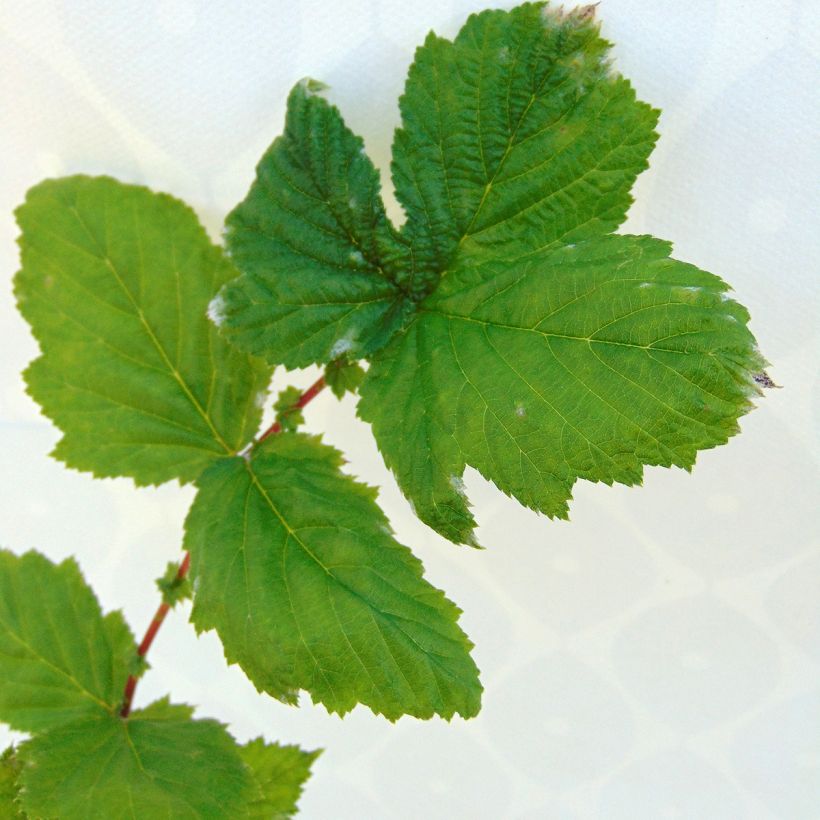 Filipendula ulmaria Plena (Follaje)