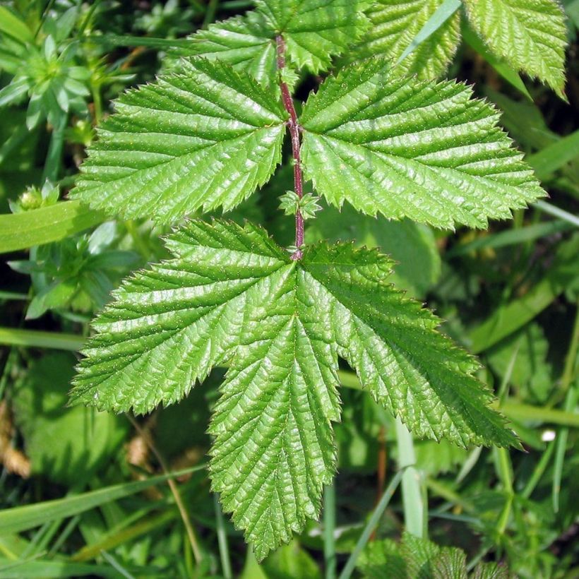 Filipendula ulmaria Rosea (Follaje)